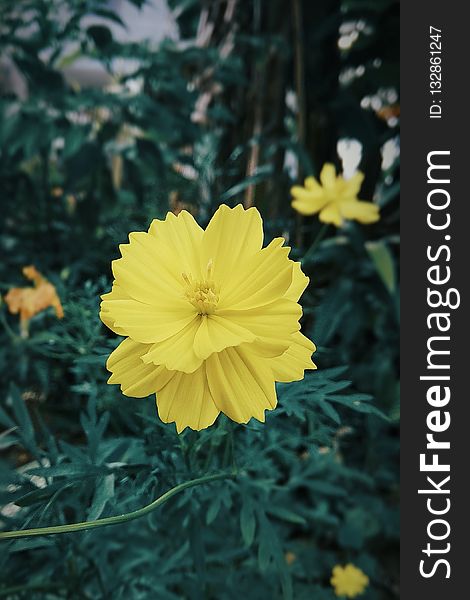 Flower, Yellow, Flora, Plant