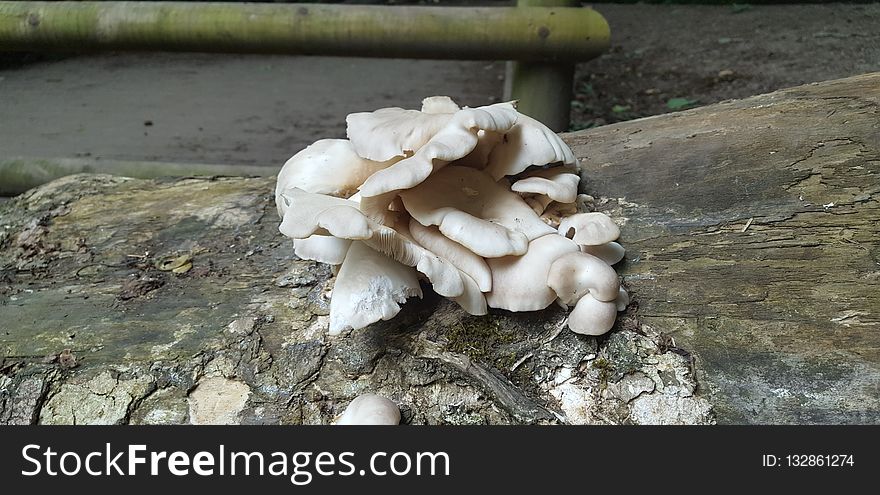 Oyster Mushroom, Mushroom, Edible Mushroom, Fungus