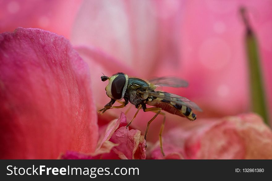 Insect, Pink, Macro Photography, Close Up