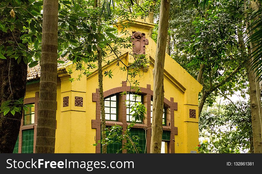 Yellow, Tree, Plant, House