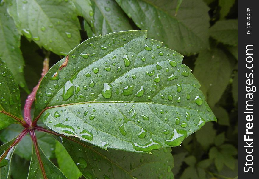 Leaf, Water, Drop, Vegetation