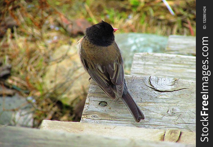 Bird, Fauna, Beak, Emberizidae