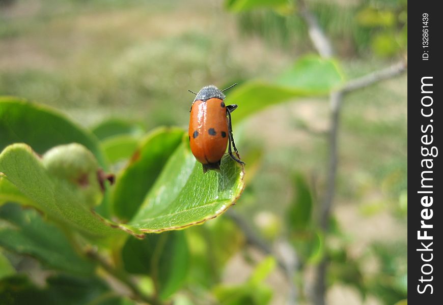 Insect, Beetle, Fauna, Macro Photography