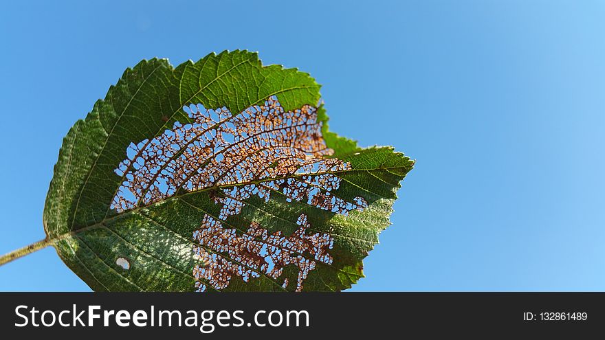 Leaf, Sky, Biome, Tree