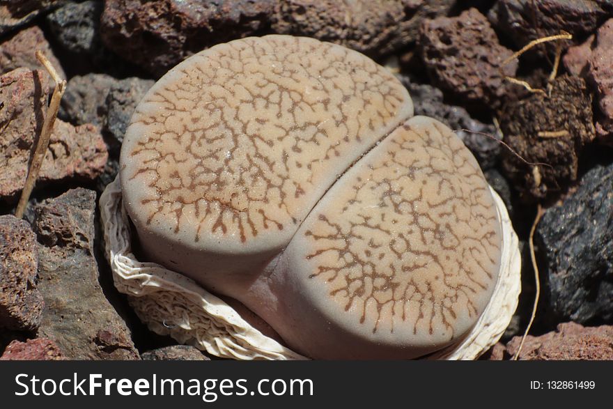 Fungus, Edible Mushroom, Mushroom, Organism