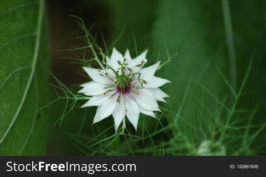 Flower, Plant, Flora, Flowering Plant