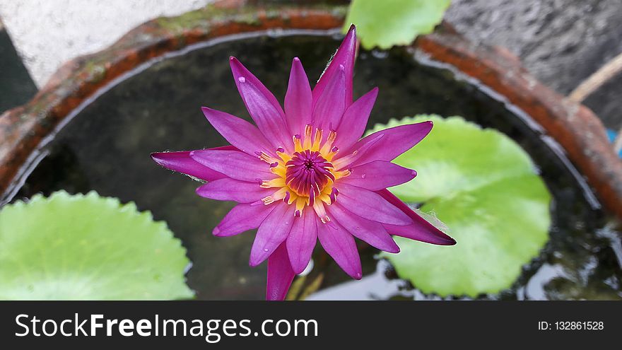 Flower, Plant, Flora, Aquatic Plant