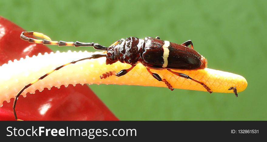 Insect, Invertebrate, Pest, Macro Photography