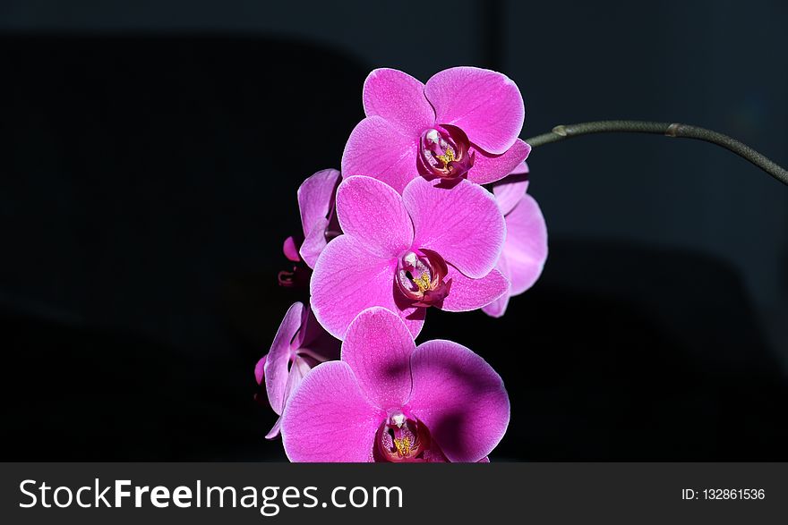 Flower, Flowering Plant, Pink, Flora