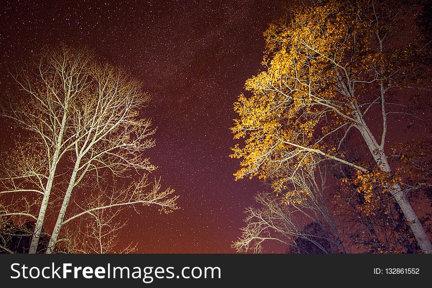 Nature, Sky, Night, Tree