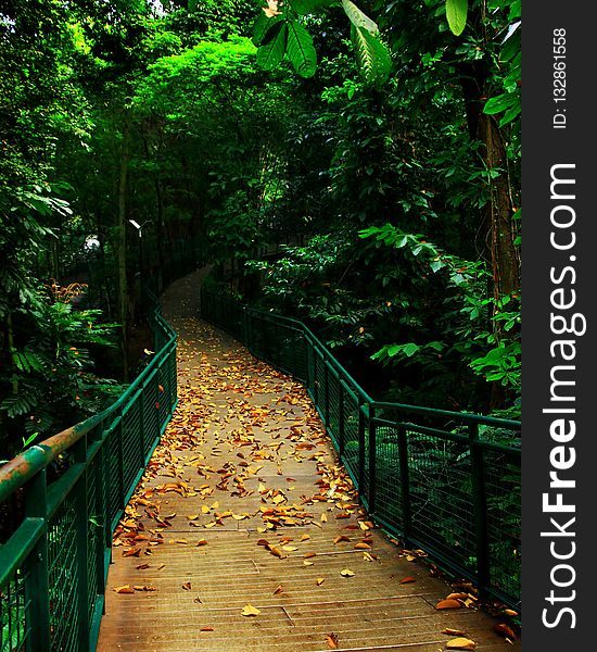 Green, Nature, Leaf, Path