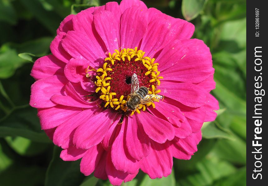 Flower, Nectar, Garden Cosmos, Flora