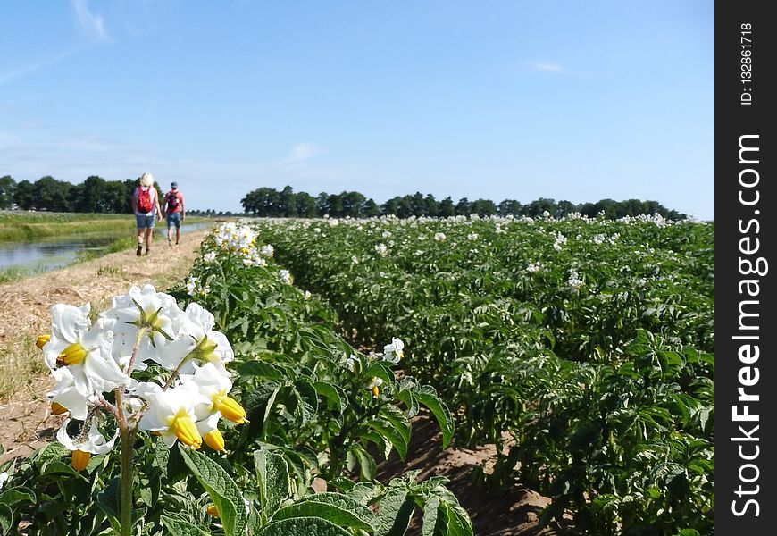 Field, Plant, Flower, Agriculture