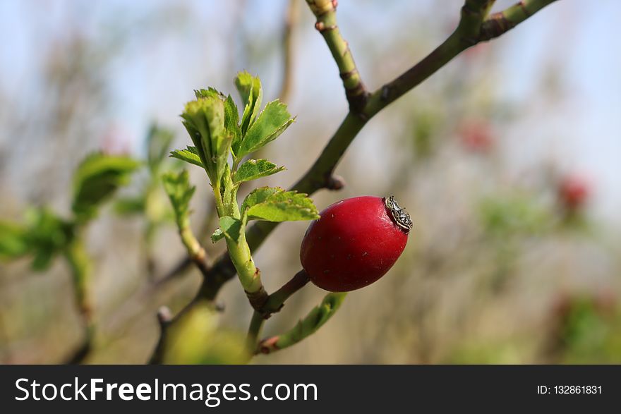 Branch, Plant, Flora, Fruit