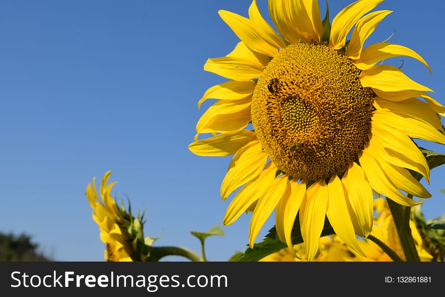 Sunflower, Flower, Yellow, Sky