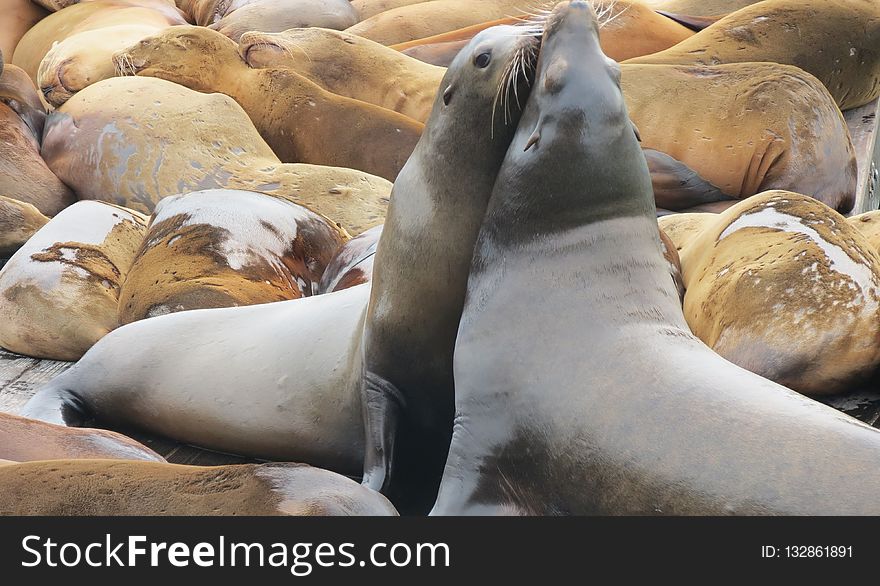 Seals, Marine Mammal, Mammal, Fauna