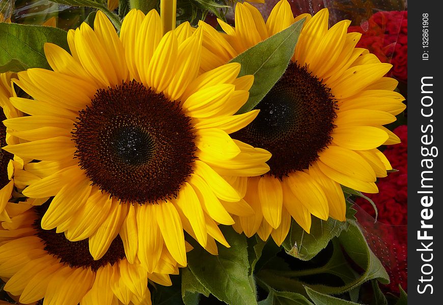 Flower, Sunflower, Yellow, Sunflower Seed