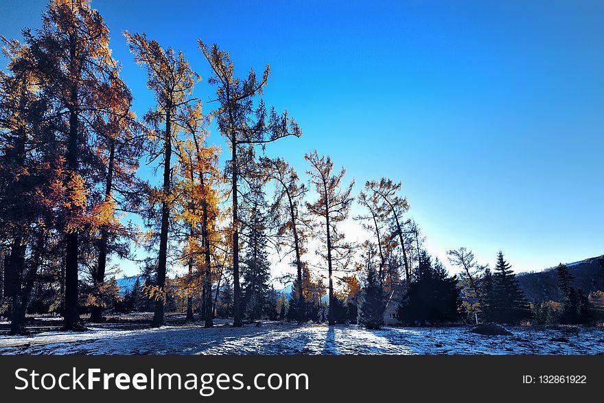 Winter, Snow, Sky, Tree