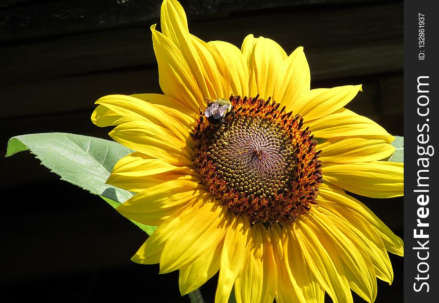 Flower, Sunflower, Yellow, Honey Bee