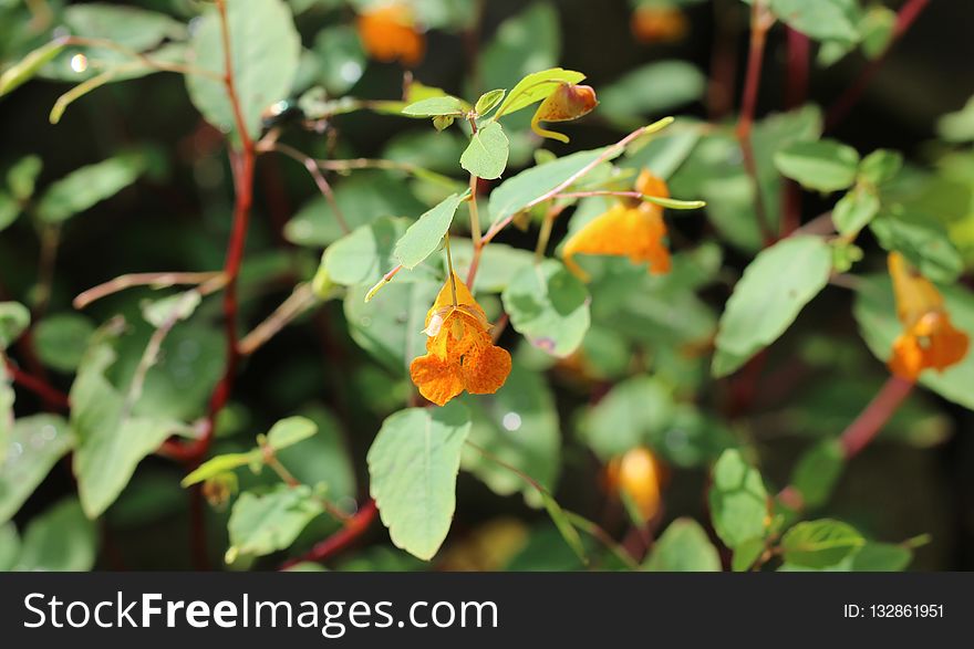 Flower, Plant, Flora, Flowering Plant