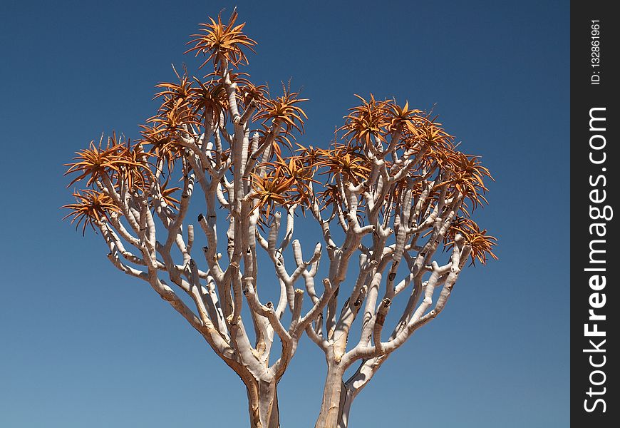 Tree, Sky, Branch, Flora