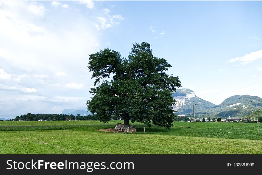 Tree, Grassland, Sky, Field