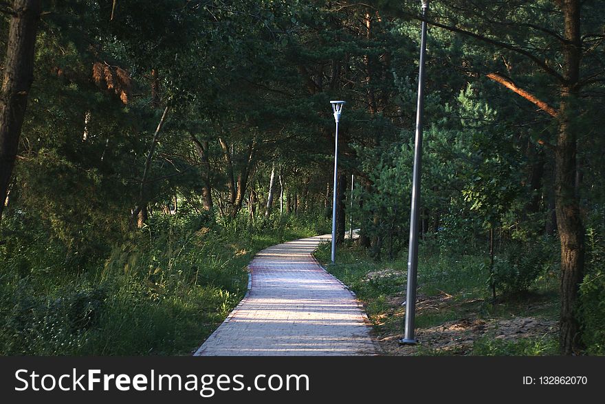 Path, Nature, Walkway, Nature Reserve