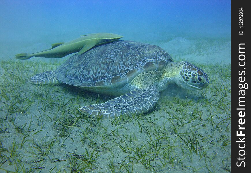 Sea Turtle At The Bottom Of The Red Sea.