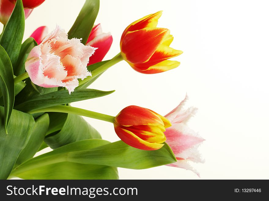 Bouquet of the fresh tulips on white background