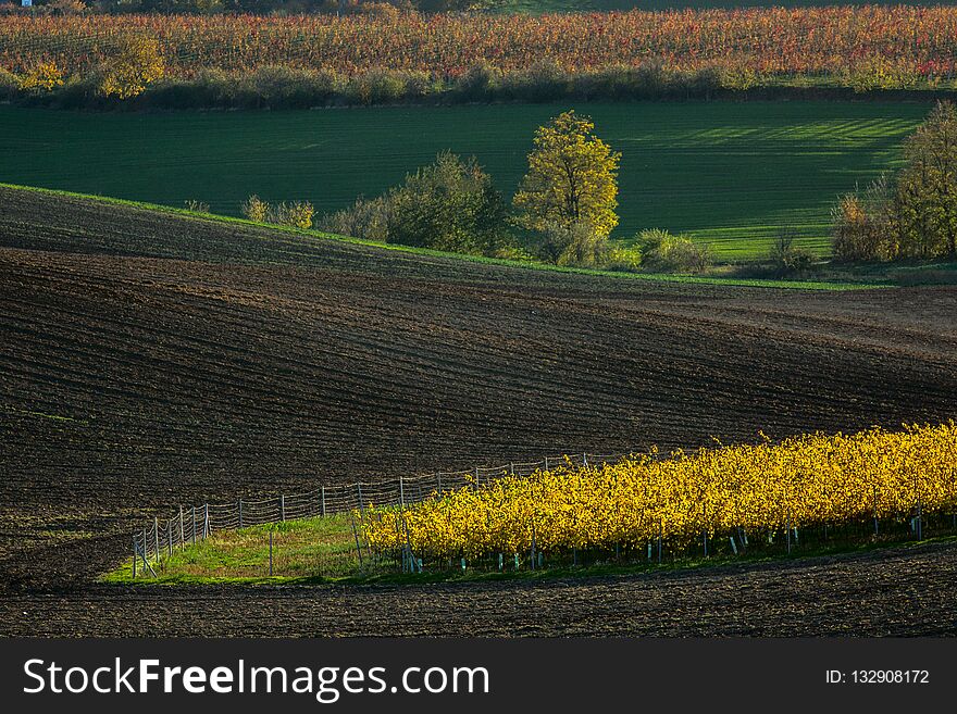 Landscape With Waves Hills, Green And Yellow Fields. South Moravia, Czech Republic