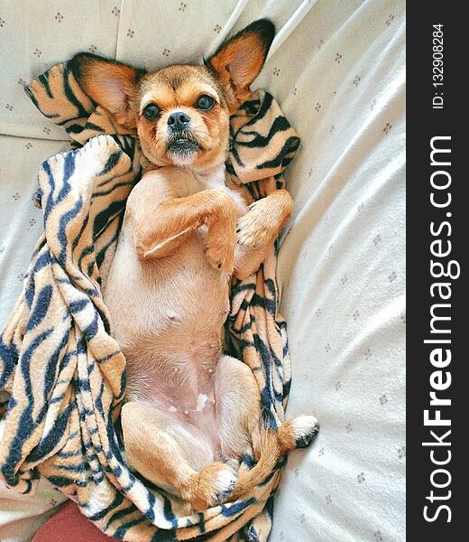 Dog With Big Ears Lying Surprised On The Sofa