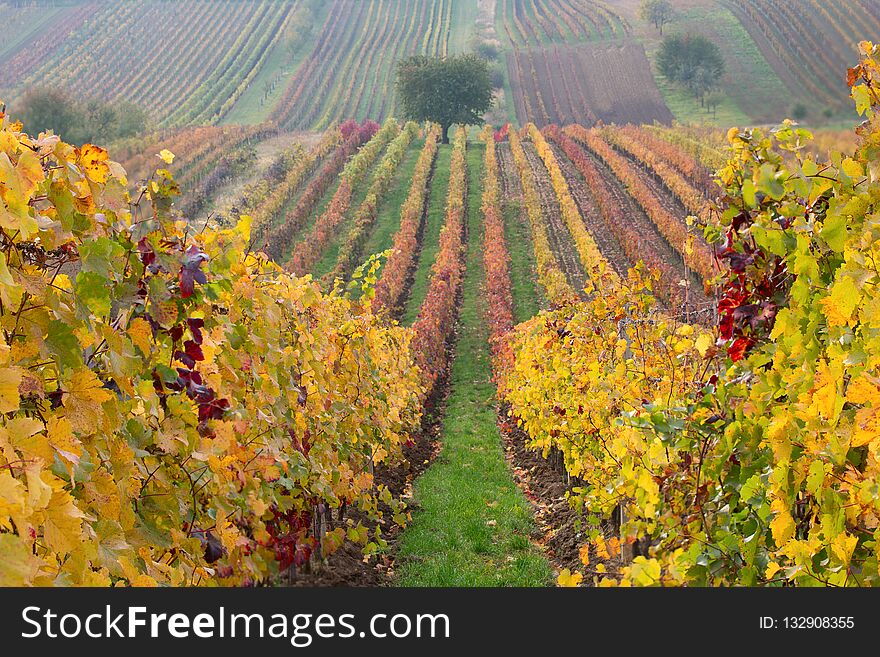 Vineyards in the fall with tree, South Moravia