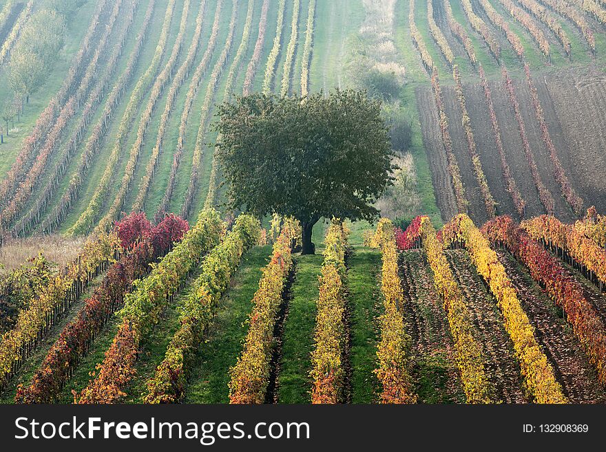 Vineyards in the fall with tree, South Moravia, Czech Republic