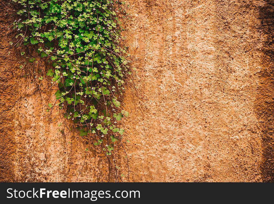 Curling green plant with long stems on one side envelops a brick wall of terracotta coloring.Copy Space.Green leaf and background concept, beautiful green leaf on cement wall background. Curling green plant with long stems on one side envelops a brick wall of terracotta coloring.Copy Space.Green leaf and background concept, beautiful green leaf on cement wall background