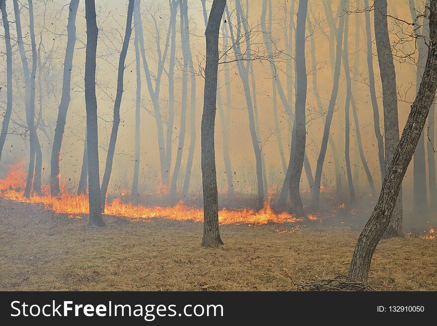 A forest fire. Russian Far-East. A forest fire. Russian Far-East.