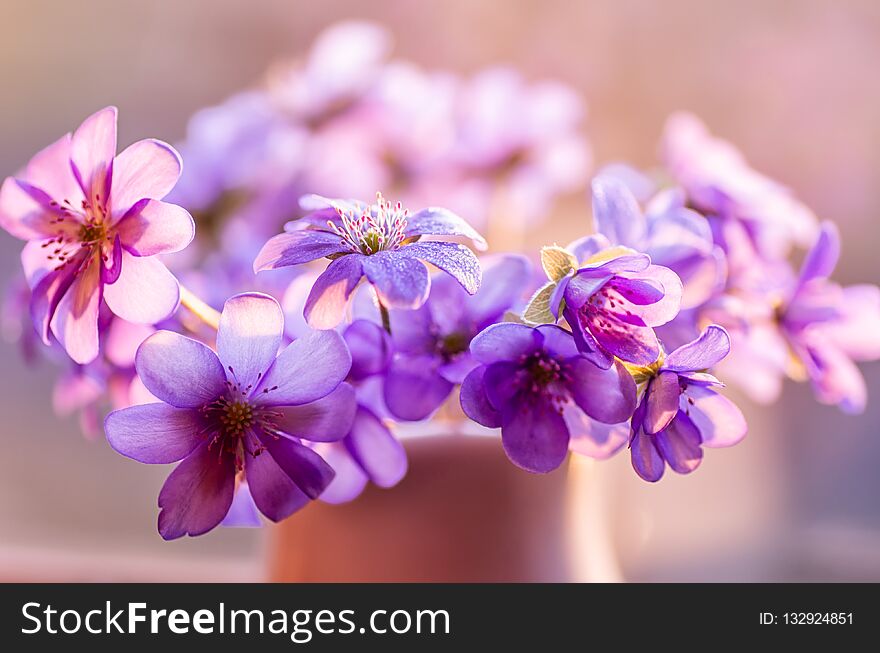 Common Hepatica. Hepatica nobilis. First spring flower. Blue flowers blooming in April