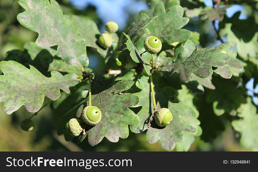 Leaf, Flora, Grapevine Family, Tree