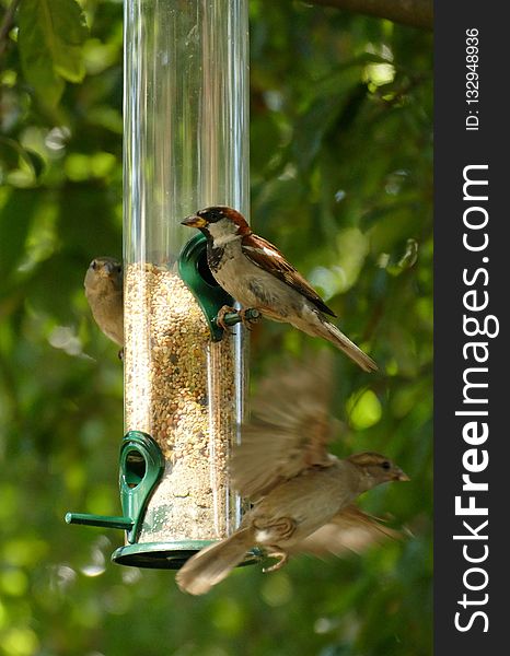 Bird, Fauna, Bird Feeder, Beak