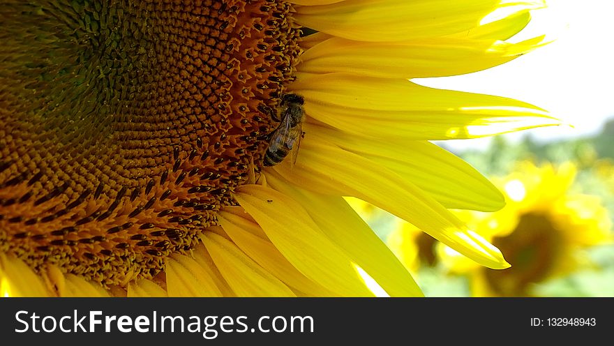 Sunflower, Flower, Yellow, Honey Bee