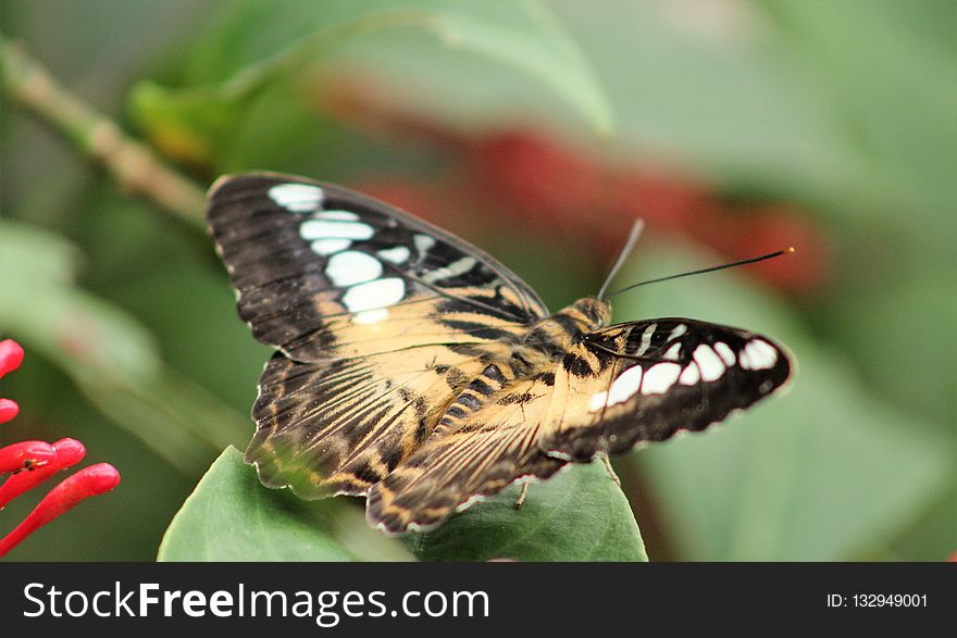 Butterfly, Insect, Moths And Butterflies, Invertebrate