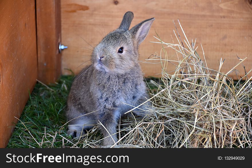 Fauna, Rabbit, Mammal, Domestic Rabbit