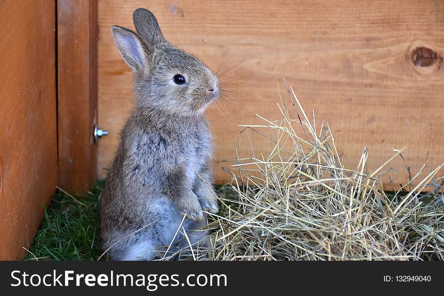 Fauna, Mammal, Rabbit, Domestic Rabbit