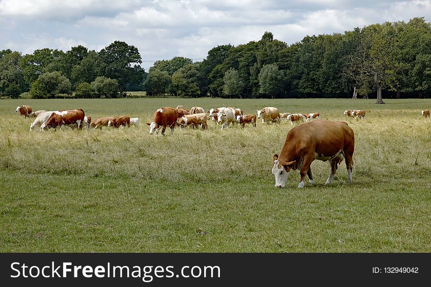 Grassland, Pasture, Grazing, Cattle Like Mammal