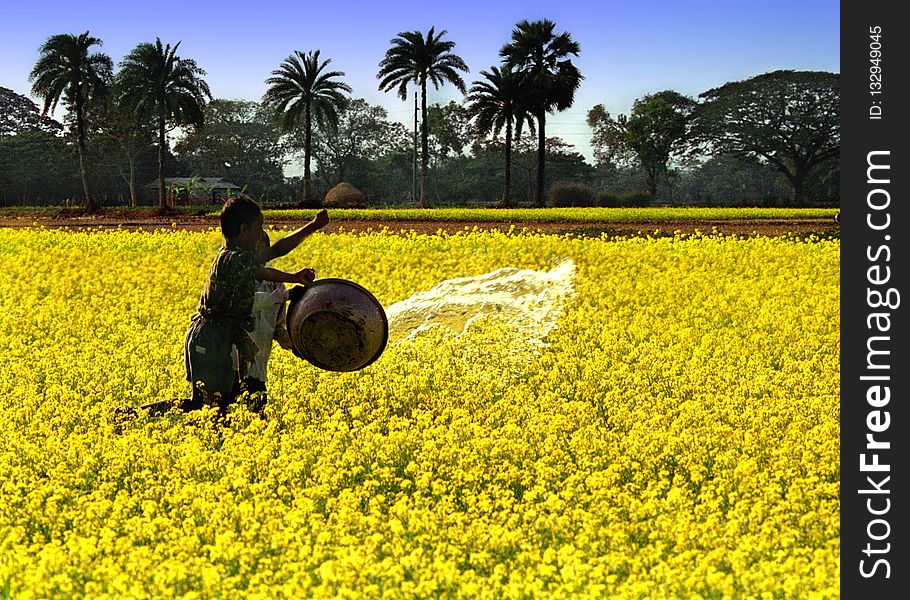 Yellow, Field, Canola, Rapeseed