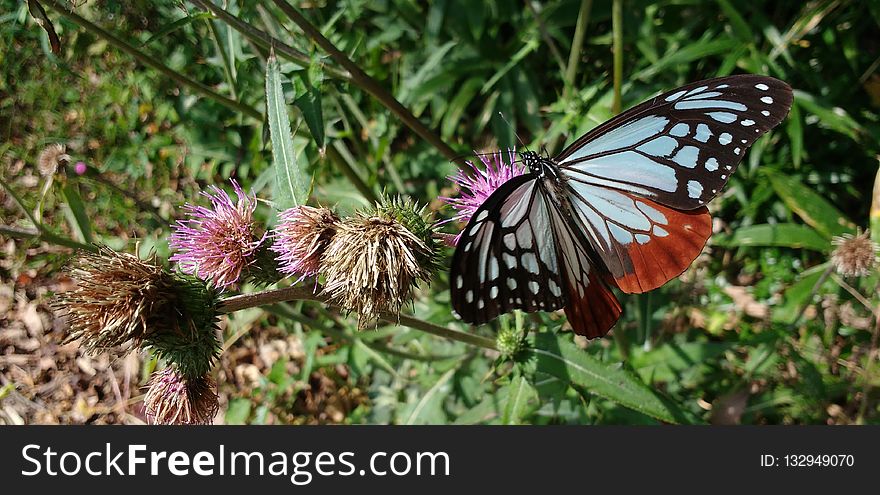 Butterfly, Moths And Butterflies, Brush Footed Butterfly, Insect