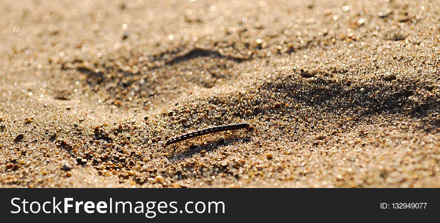 Fauna, Sand, Soil, Terrestrial Animal