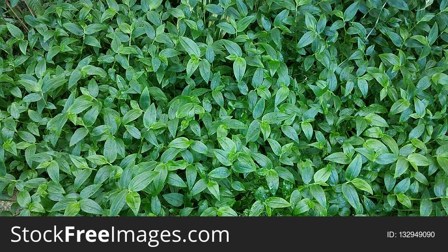 Plant, Grass, Leaf, Groundcover