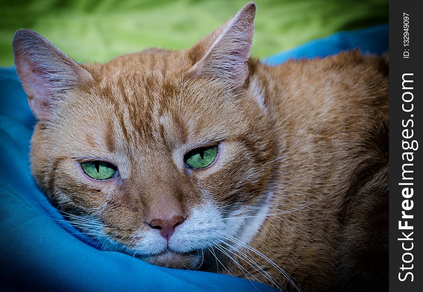 Cat, Whiskers, Fauna, Small To Medium Sized Cats