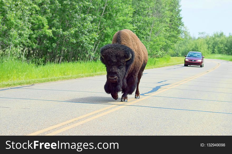 Bison, Cattle Like Mammal, Grass, Road