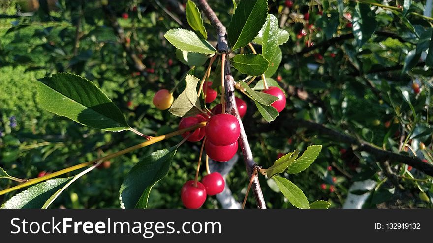 Fruit, Plant, Fruit Tree, Branch